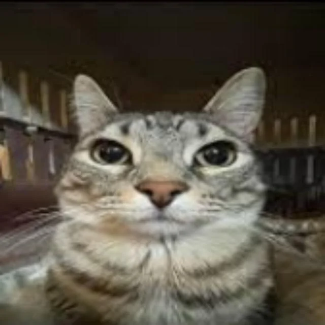 Tomas's profile photo